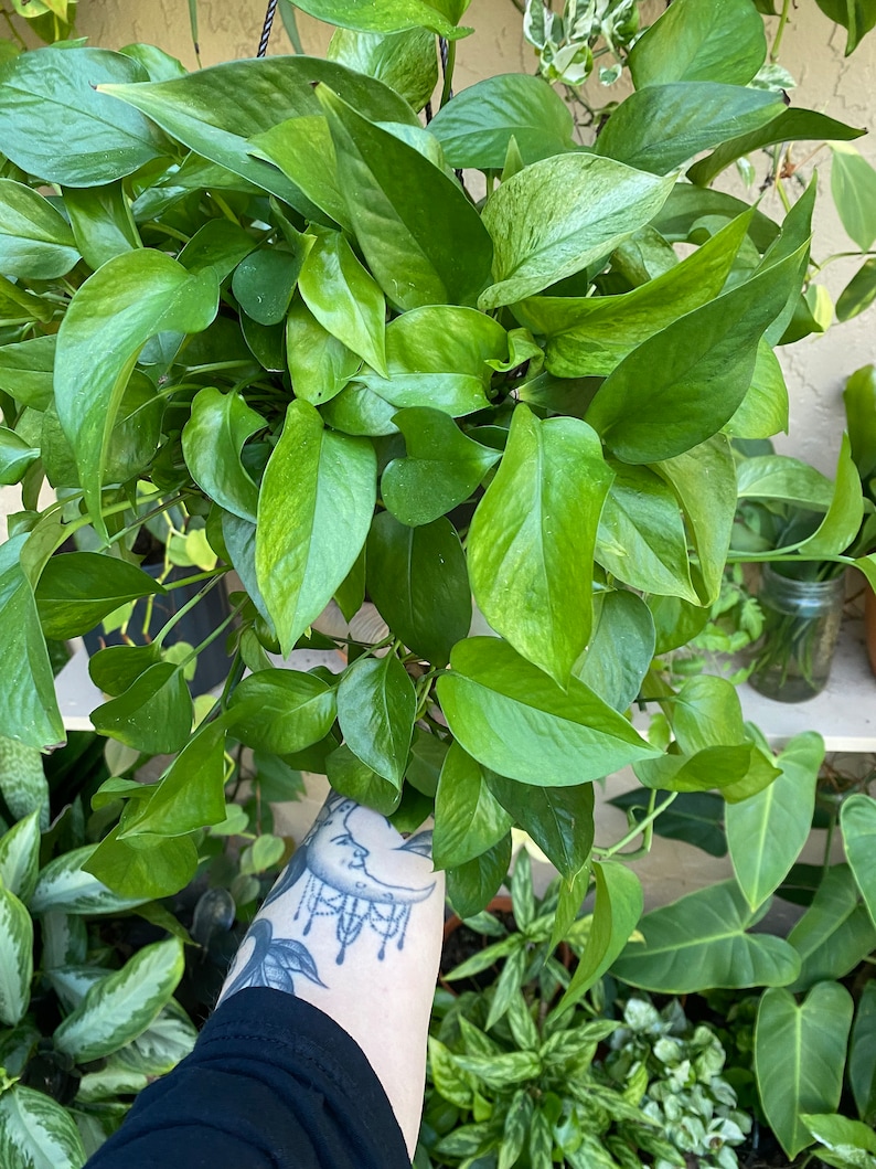 Pothos Cuttings Bundle Box | 5 Varieties, 8 Cuttings Total | Beginner ...