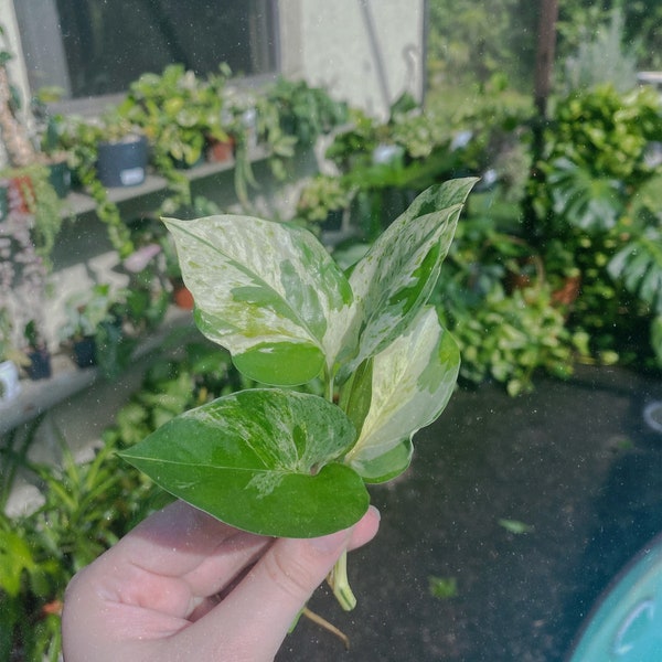 Marble Queen, Manjula, Pearls n Jade Pothos Unrooted Cuttings Trio | Houseplants, Propagation