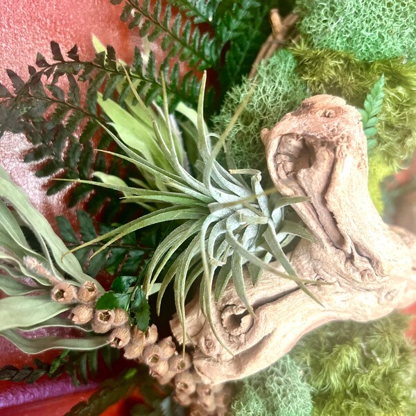 Air Plant Etsy