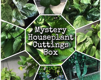 Mystery Houseplant Cuttings Box - 6 Unrooted Cuttings, Plant Propagation, Pothos, Monstera, Philodendron, Christmas Gifts for Plant Lovers