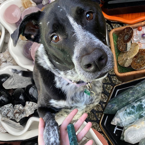 Dog Picks Your Crystal | New Stock |  Witchy Gift, Gifts for Dog Lovers, Birthday Gifts, Mother’s Day