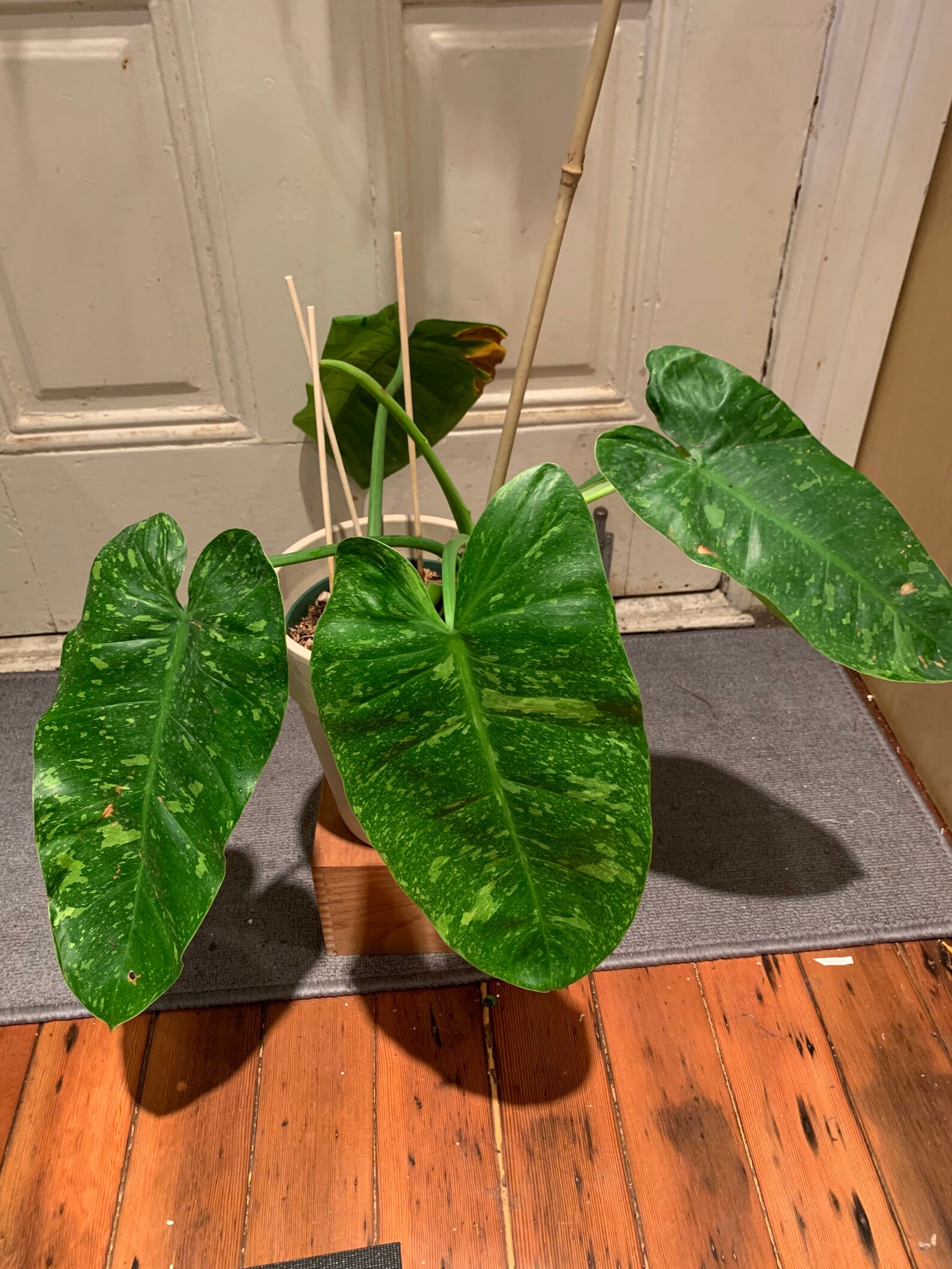 Philodendron Jose Buono Variegata Etsy