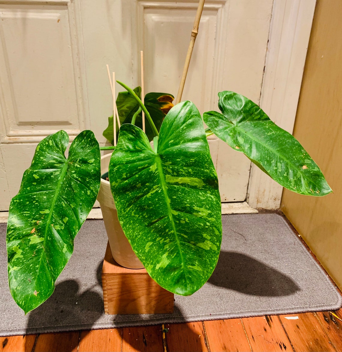 Philodendron Jose Buono Variegata Etsy