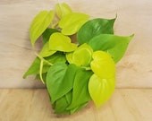 Rare Philodendron Hederaceum Lemon Lime neon cordatum lime green foliage vining house plant in 3 quot , 4 quot or 6 quot pot, also available in cutting