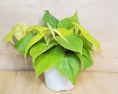 Rare Philodendron Hederaceum Lemon Lime neon cordatum lime green foliage vining house plant in 3 quot , 4 quot or 6 quot pot, also available in cutting