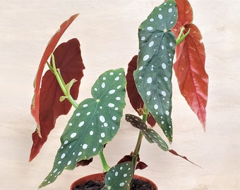 Angelwing Begonia |Begonia Maculata| | Begonia Wightii |Spotted Begonia -in 3" , 4" or 6" pot