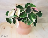 Rare Hoya Tricolor Carnosa Krimson Queen Variegated live plant -3 quot ,4 quot , 6 quot OR 8 quot pot , also available in bare root