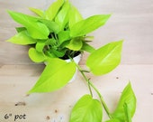 Rare Neon Pothos - Epipremnum Pinnatum live Plant- 3 quot , 4 quot or 6 quot pot , also available in rooted cutting