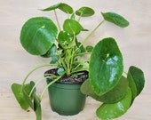 Pilea Peperomioides (Chinese Money Plant) UFO Plant - Lefsi Plant- in 3 quot , 4 quot or 6 quot Pot also available in cutting