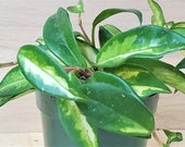 Hoya Carnosa 39 Krimson Princess 39 live plan-2 quot ,3 quot ,4 quot ,6 quot pot or Bare root