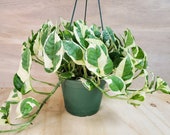 Pothos N Joy - Epipremnum aureum - Devil s Ivy in 3 quot , 4 or 6 quot Hanging Pot ,Live Plants, Indoor house Plants also available in Cutting