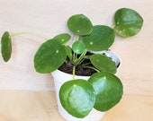 A Pilea Peperomioides (Chinese Money Plant) UFO Plant - Lefsi Plant- in 2 quot or 4 quot Pot also available in cutting