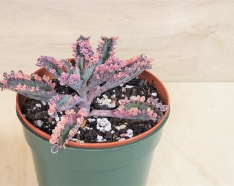 Mother Of Millions Etsy