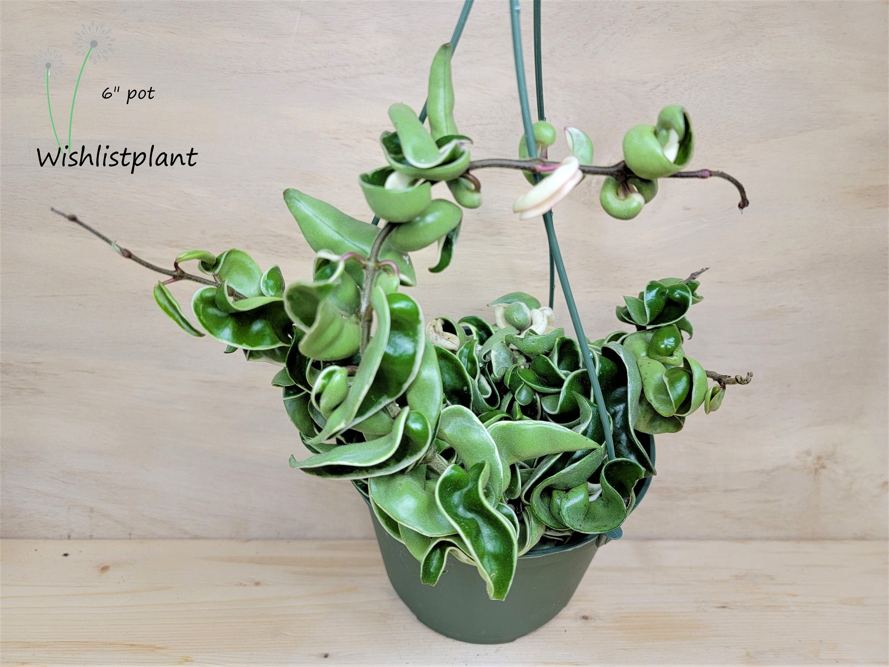 Variegated Hoya Compacta variegated Hindu Rope hoya Regalis Etsy