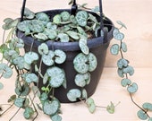 Silver Glory String of Hearts Ceropegia Woodii Silver String of Hearts house plant in 2 quot , 3 quot , 4 quot or 6 quot pot