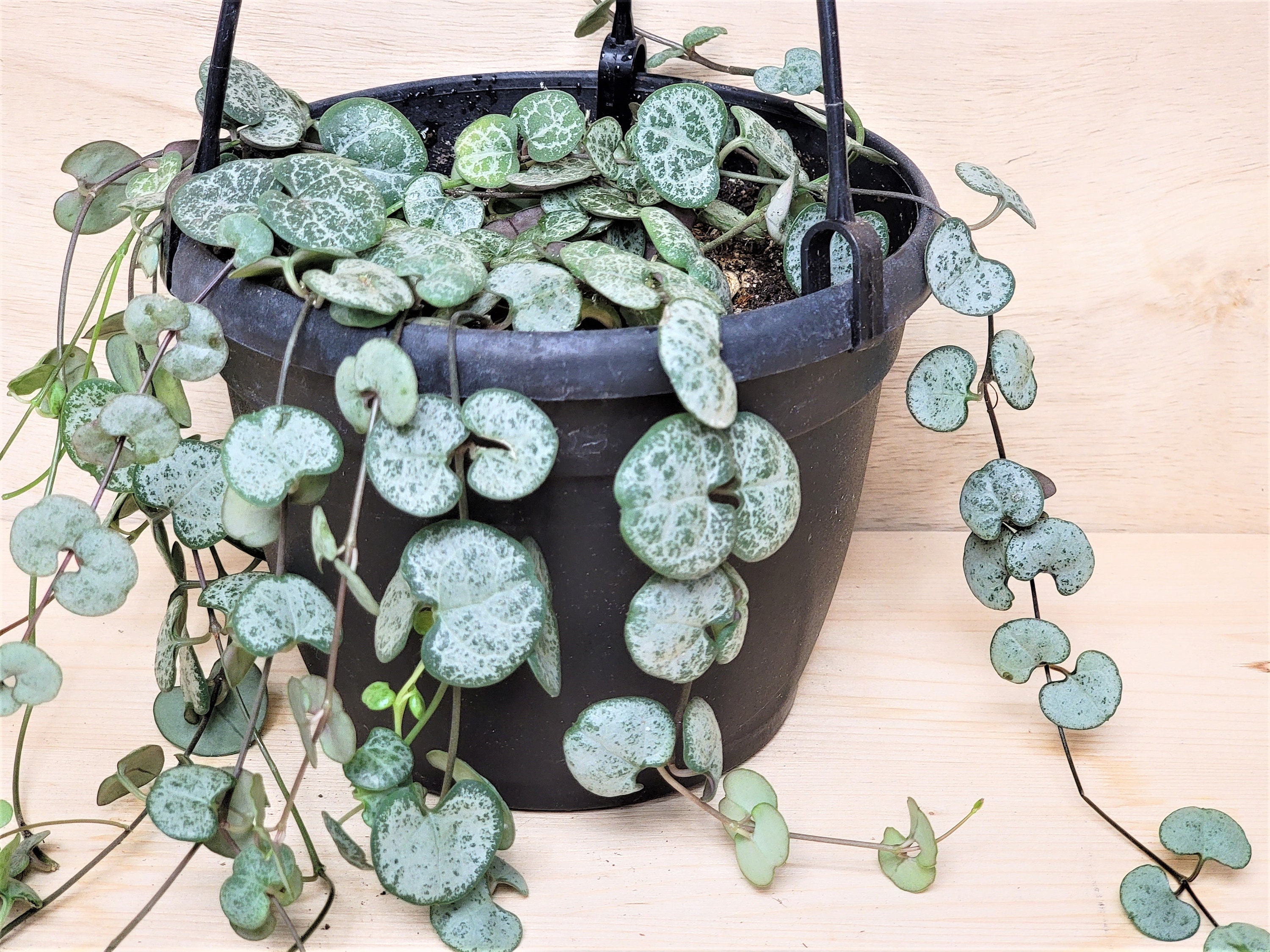 Ceropegia String Of Hearts