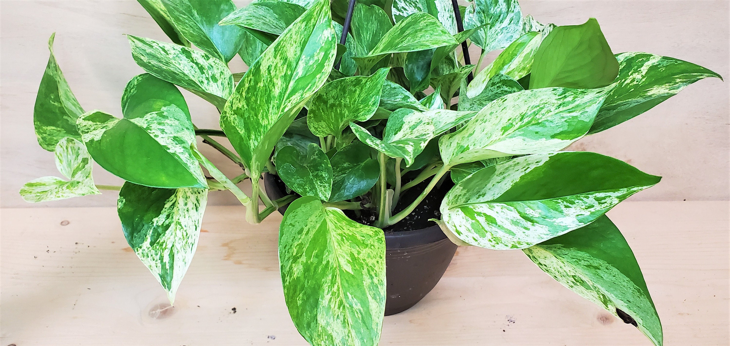 Rare Marble Queen Pothos variegated indoor live Plant Snow | Etsy