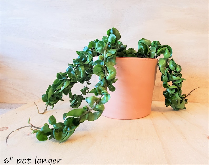 Hoya Compacta “Hindu rope” , Hoya Hindu Rope live plant -in bare root ,2 