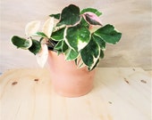 Hoya Carnosa krimson queen, Hoya Krimson Queen ,Rare Hoya Tricolor Carnosa Krimson Queen Variegated live plant -3 quot or 4 quot pot
