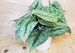 Pothos Exotica Silver Satin, Scindapsus Pictus Argyraeus ‘Exotica Silver Satin Pothos ‘live Plant- in 3', 4' or 6' pot 