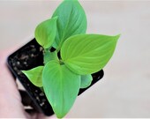 Homalomena sunshine gem Homalomena Emerald Gem Queen of Hearts Homalomena Emerald Gem homalomena rubescens Plant- in 3 quot , 4 quot or 6 quot Pot