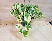 Pothos N Joy - Epipremnum aureum - Devil s Ivy in 2 quot , 3 quot or 4 Pot,Live Plants, Indoor house Plants