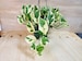 Pothos N’Joy - Epipremnum aureum -Pearls and Jade Pothos , Devil’s Ivy, Indoor LIVE house Plants-in 3' or 4' Pot 