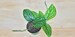 Monstera Peru ,Monstera Karstenianum Live Plant , Rare Houseplant , Aroid family , Exotic house plant ,monstera-in 4' or 6' Pot 