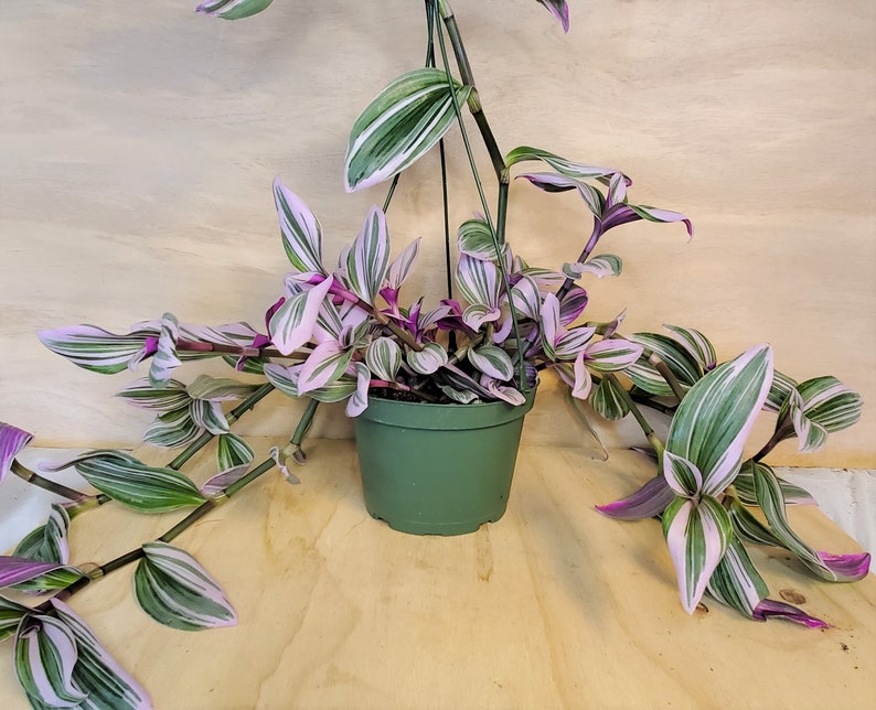 RARE Transcendentia Nanouk Variegated rooted in 4 or Etsy