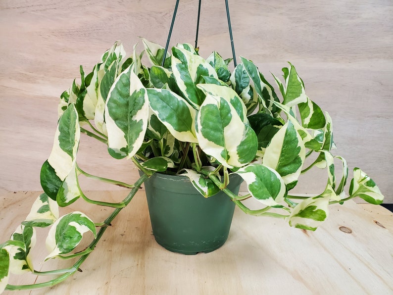 Pothos N’Joy - Epipremnum aureum -Pearls and Jade Pothos , Devil’s Ivy, Indoor LIVE house Plants-in 3 