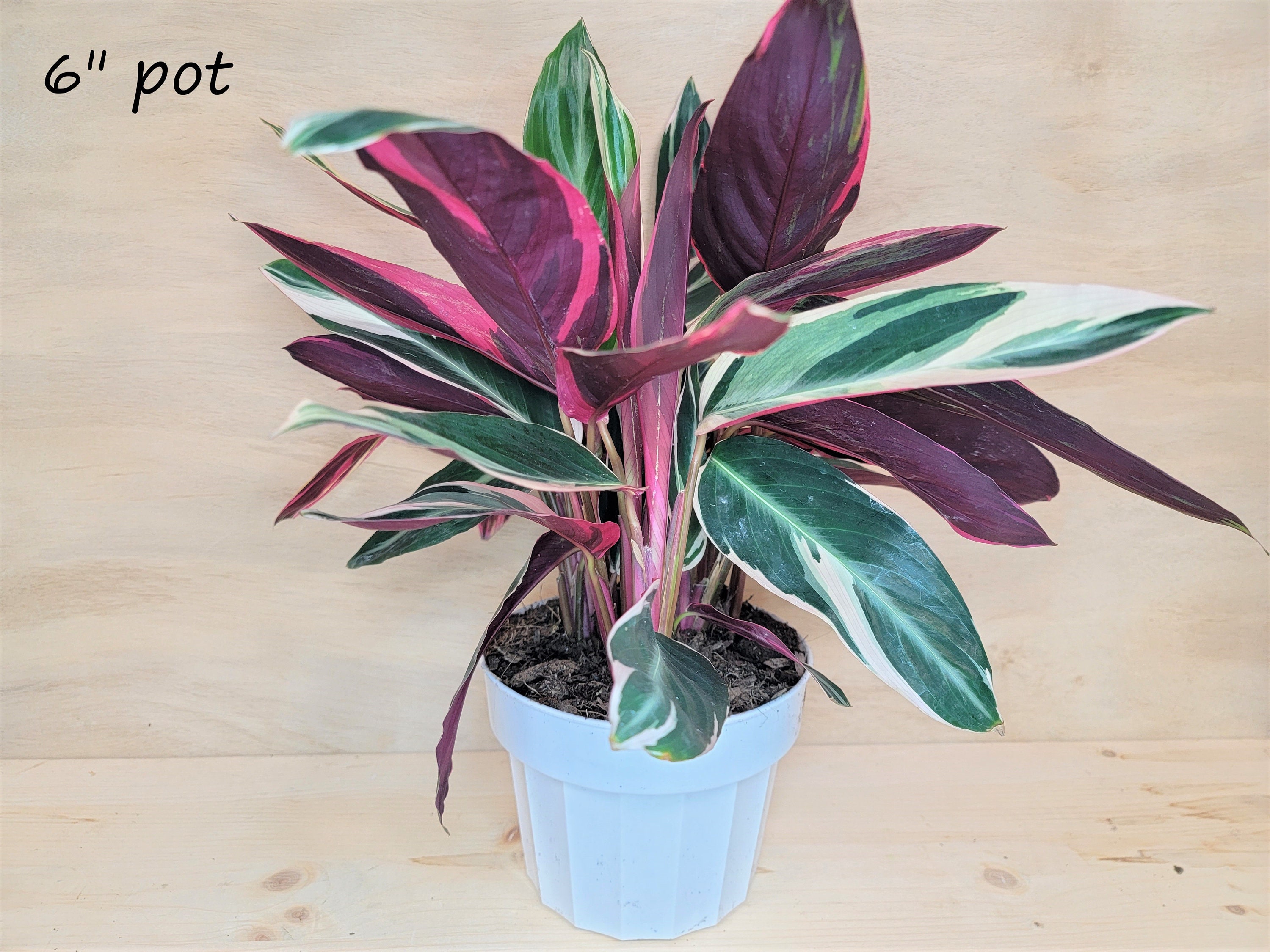 Calathea TriostarStromanthe Triostar Tricolor Prayer | Etsy Canada