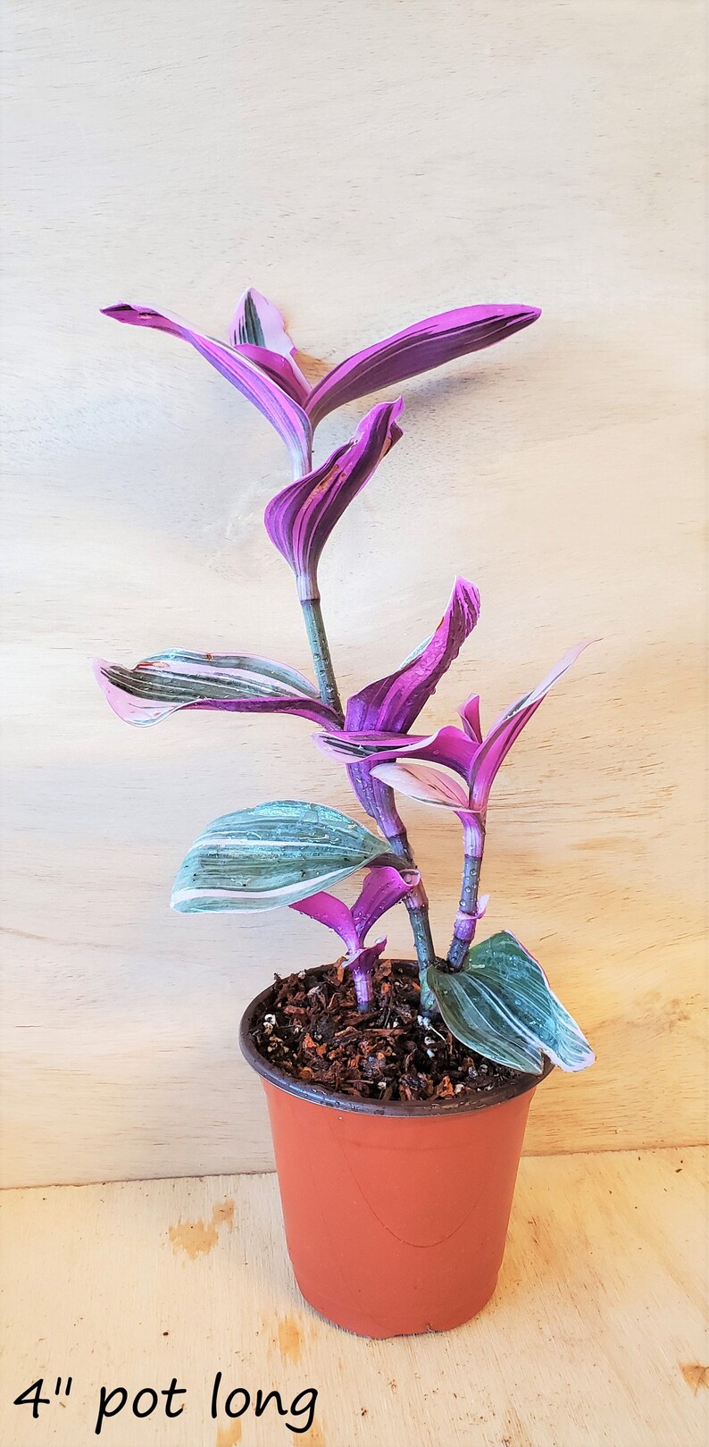 RARE Transcendentia Nanouk Variegated rooted in 4 or Etsy