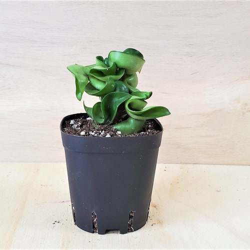Hoya Compacta hindu Rope Hoya Hindu Rope Live Plant in Etsy