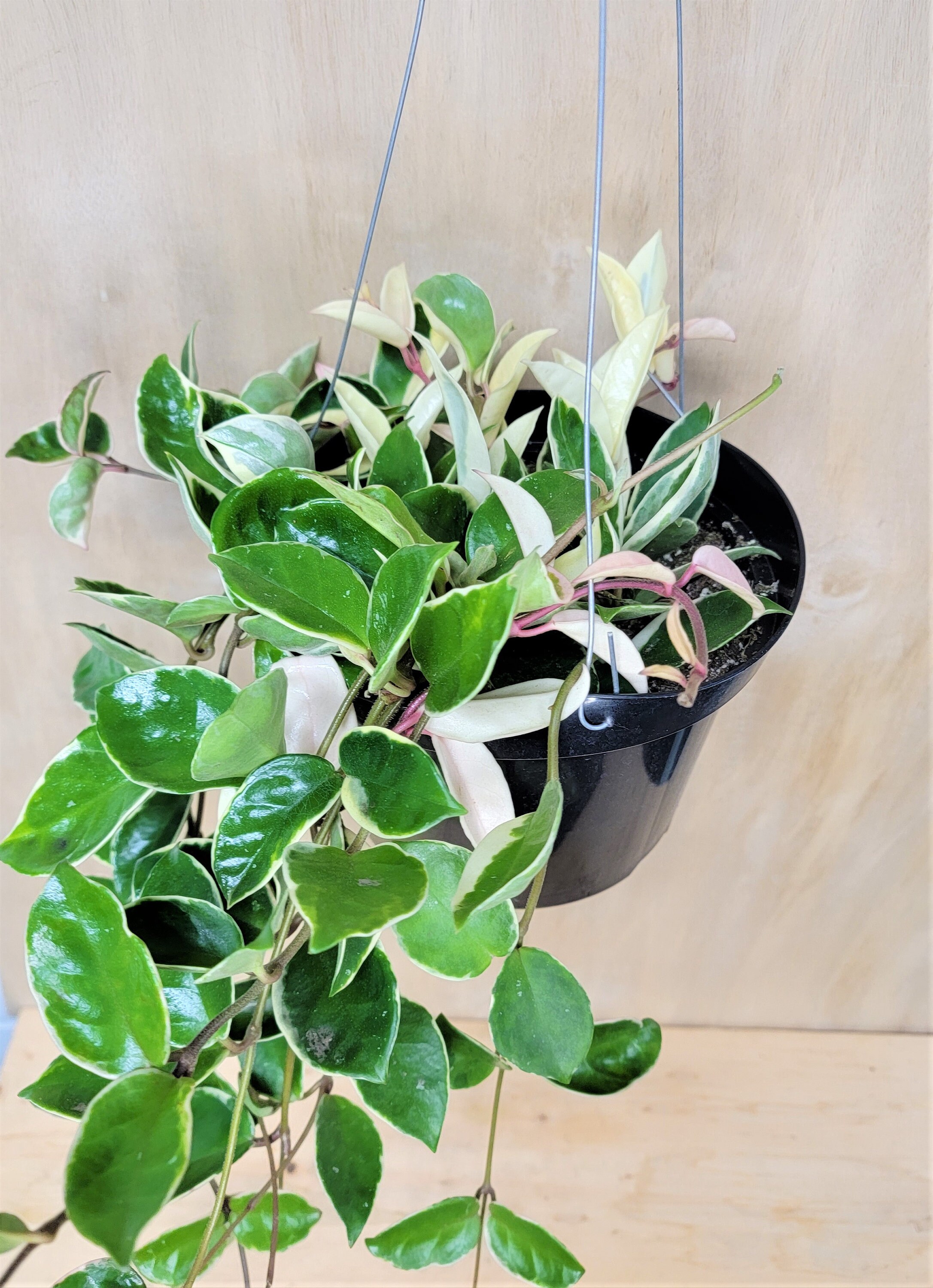 Outdoor & Gardening Hoya Carnosa Krimson Queen Variegated Hoya Carnosa