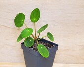 A Pilea Peperomioides (Chinese Money Plant) UFO Plant - Lefsi Plant- in 3 quot Pot