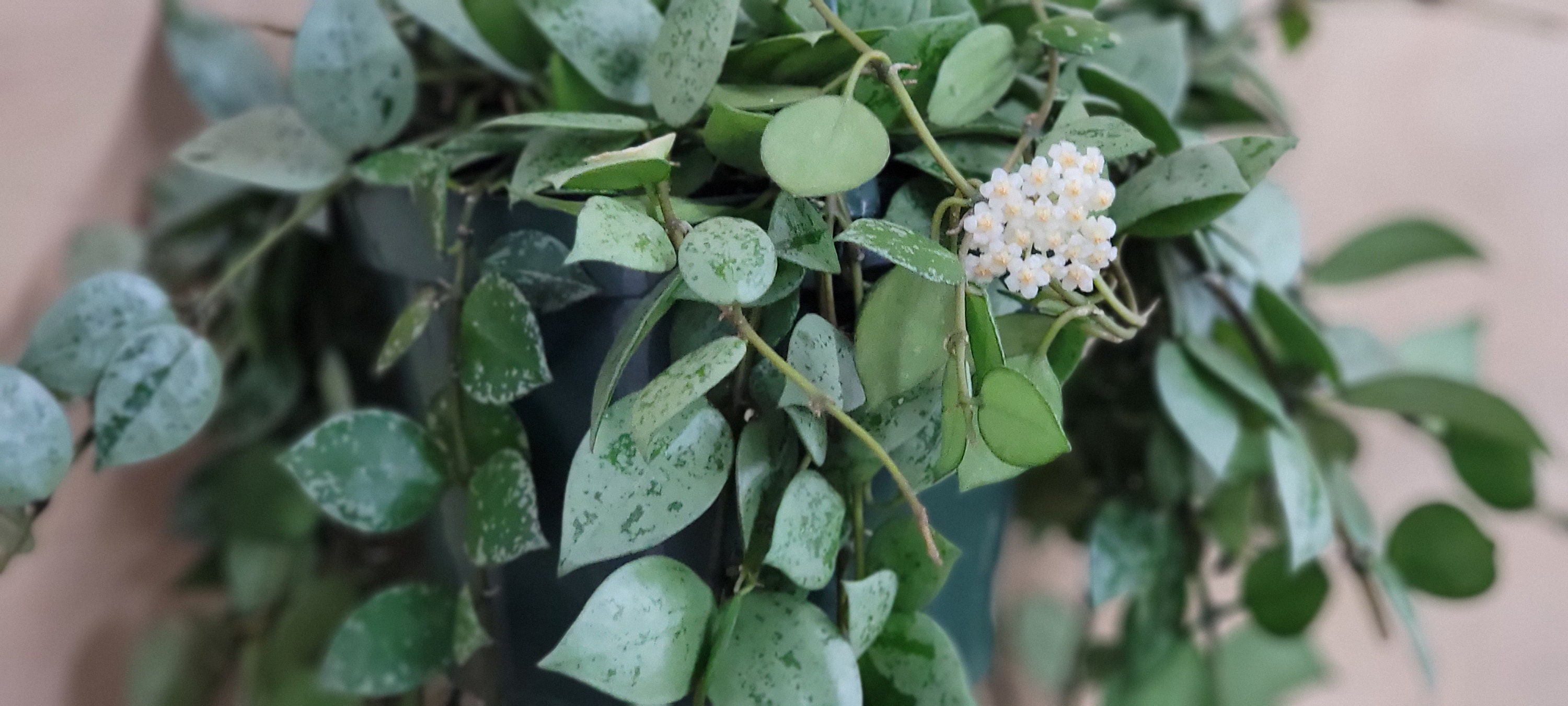 Hoya Krohniana Eskimo Plant Hoya Eskimo spade Shaped Hoya - Etsy