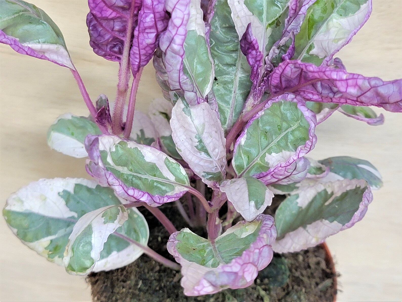 Variegated Purple Waffle Plant / Hemigraphis Belgian Waffle Etsy