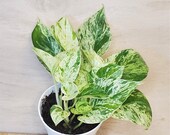 Marble Queen Pothos variegated indoor live Plant, Snow Queen Pohtos -in 3 quot or 4 quot pot