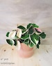 Hoya Tricolor Carnosa Krimson Queen Variegated live plant -in 3',4',6' or 8' pot also available in bare root 