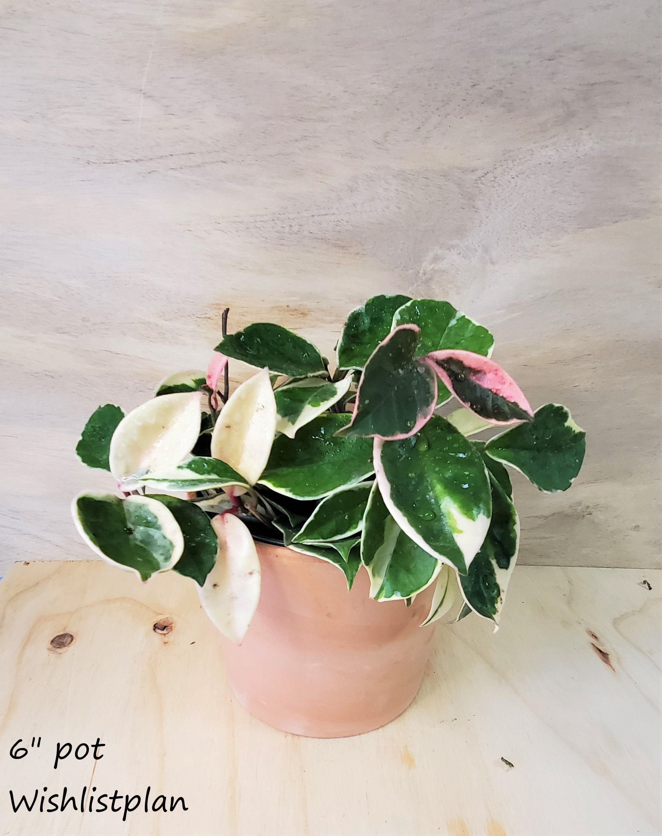 Hoya Tricolor Carnosa Krimson Queen Variegated live plant -in 3