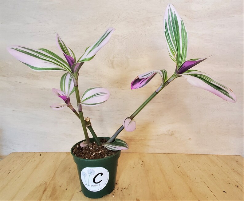 RARE Transcendentia Nanouk Variegated rooted in 4 pot Etsy