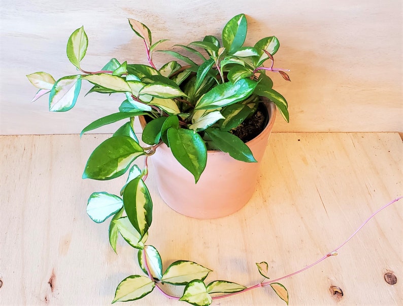 Rare Hoya Hoya Exotica variegated princess /Hoya Australis image 6