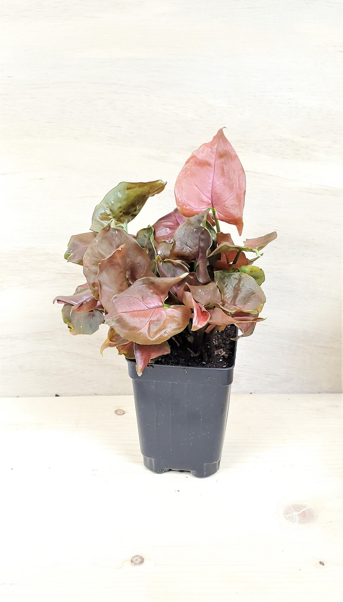 Red Syngonium Podophyllum Arrowhead Plant Neon Robusta