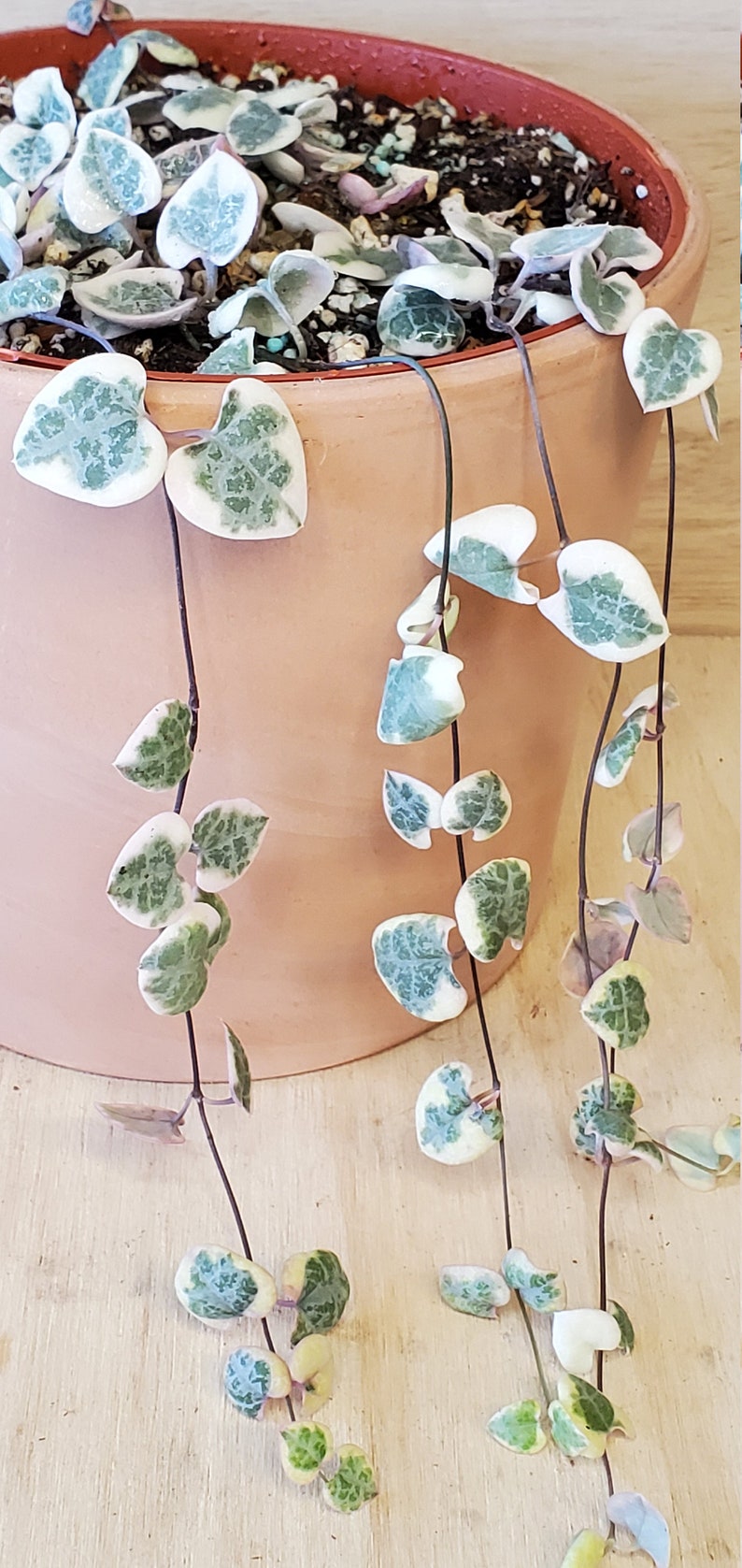 Rare Variegated String of Hearts Ceropegia Woodii Variegata Etsy