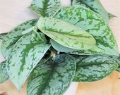 Rare Scindapsus Pictus Argyraeus Exotica Silver Satin Pothos live Plant- in 2 quot ,3 quot , 4 quot or 6 quot pot ,also available in cutting