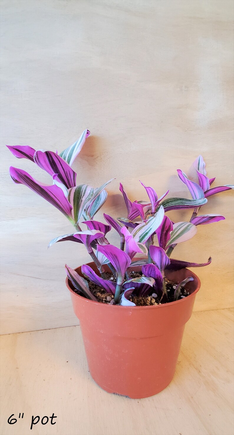 RARE Transcendentia Nanouk Variegated rooted in 2 Etsy