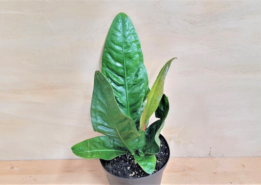 Anthurium Superbum birds Nest Anthurium Live Plant in Etsy Canada