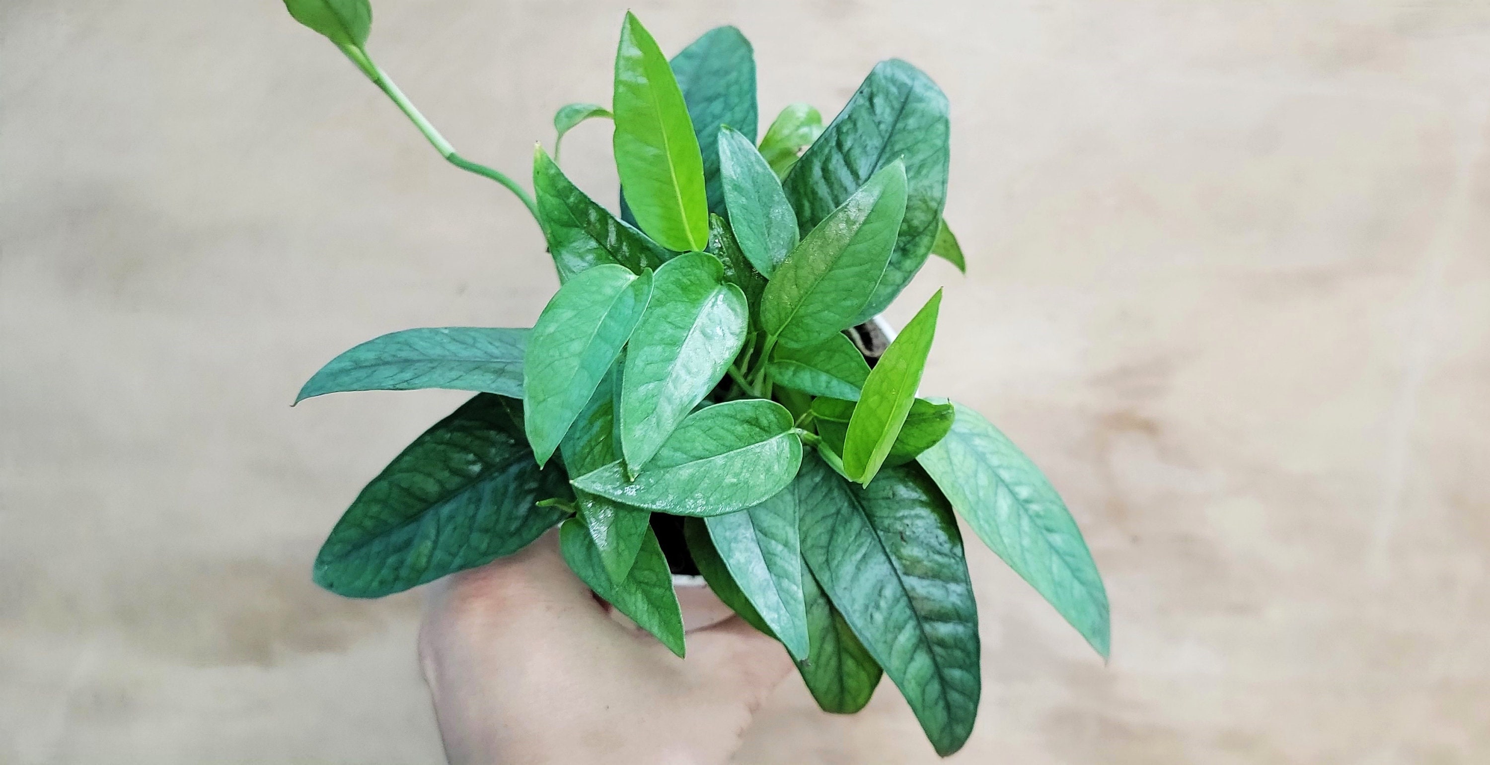 Epipremnum pinnatum mint (Pot E), Furniture & Home Living