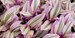 Tradescantia Nanouk Variegated plant,Pink wandering jew rooted LIVE house PLANT -in 3' , 4' or 6' POT