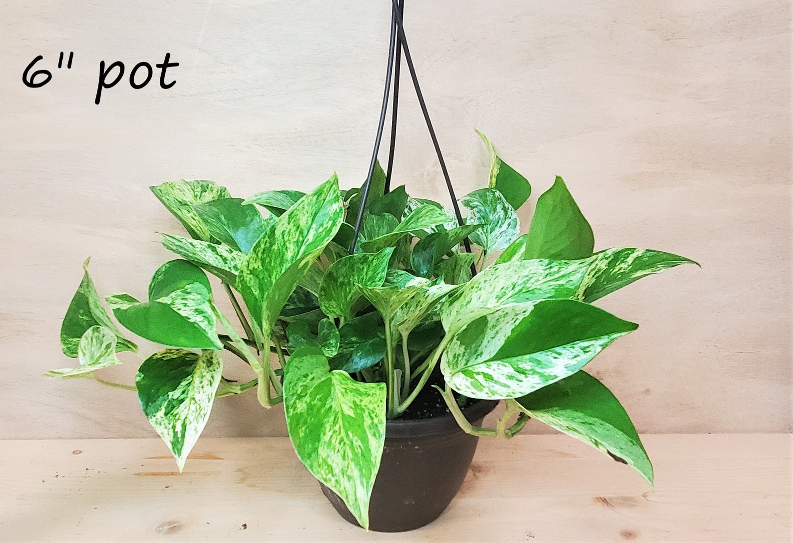 Rare Marble Queen Pothos Variegated Indoor Live Plant snow Etsy